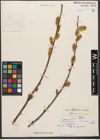 Foto von Salix wallichiana Andersson